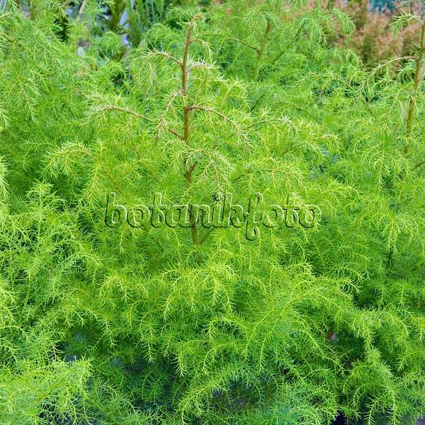 502180 - Japanese cedar (Cryptomeria japonica 'Elegans Viridis')