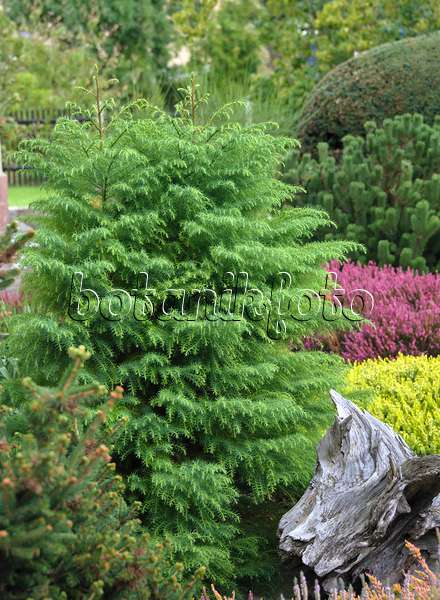 517261 - Japanese cedar (Cryptomeria japonica 'Elegans Viridis')