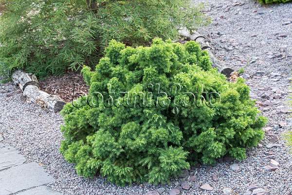 638073 - Japanese cedar (Cryptomeria japonica 'Monstrosa')