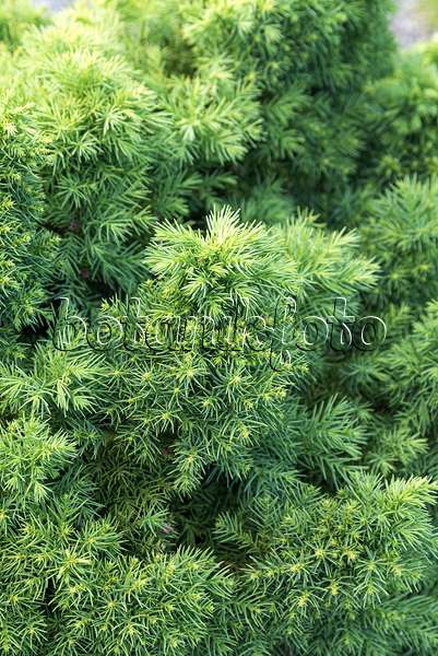 638074 - Japanese cedar (Cryptomeria japonica 'Monstrosa')