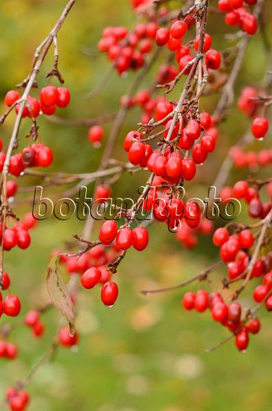 525204 - Japanese cornelian cherry (Cornus officinalis)