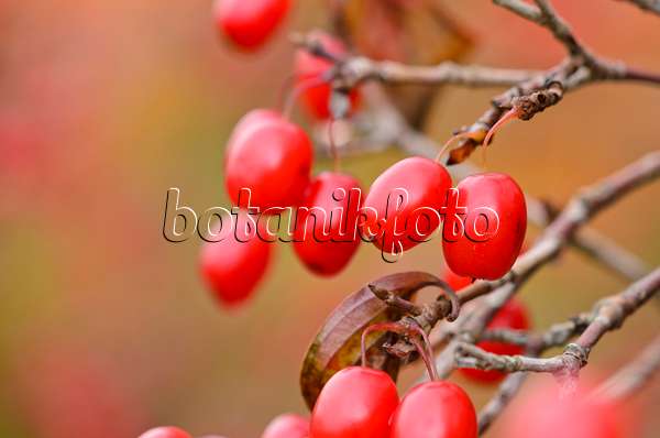 525205 - Japanese cornelian cherry (Cornus officinalis)
