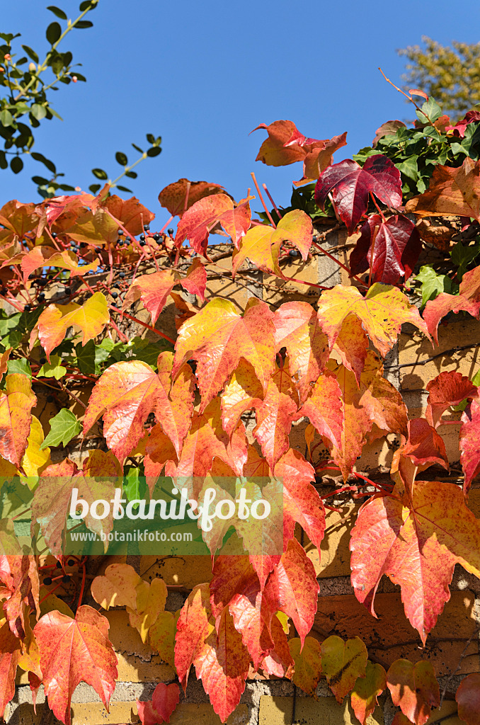 501159 - Japanese creeper (Parthenocissus tricuspidata)