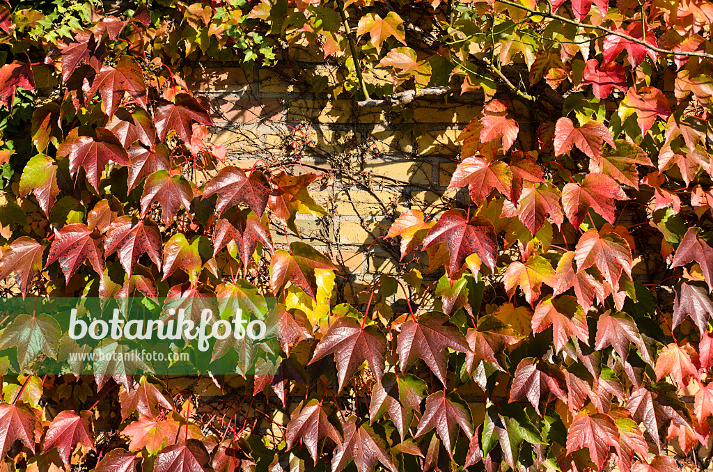 501160 - Japanese creeper (Parthenocissus tricuspidata)