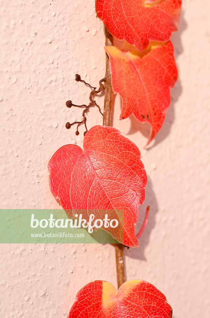 525328 - Japanese creeper (Parthenocissus tricuspidata) with anchoring roots