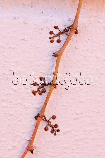 525329 - Japanese creeper (Parthenocissus tricuspidata) with anchoring roots