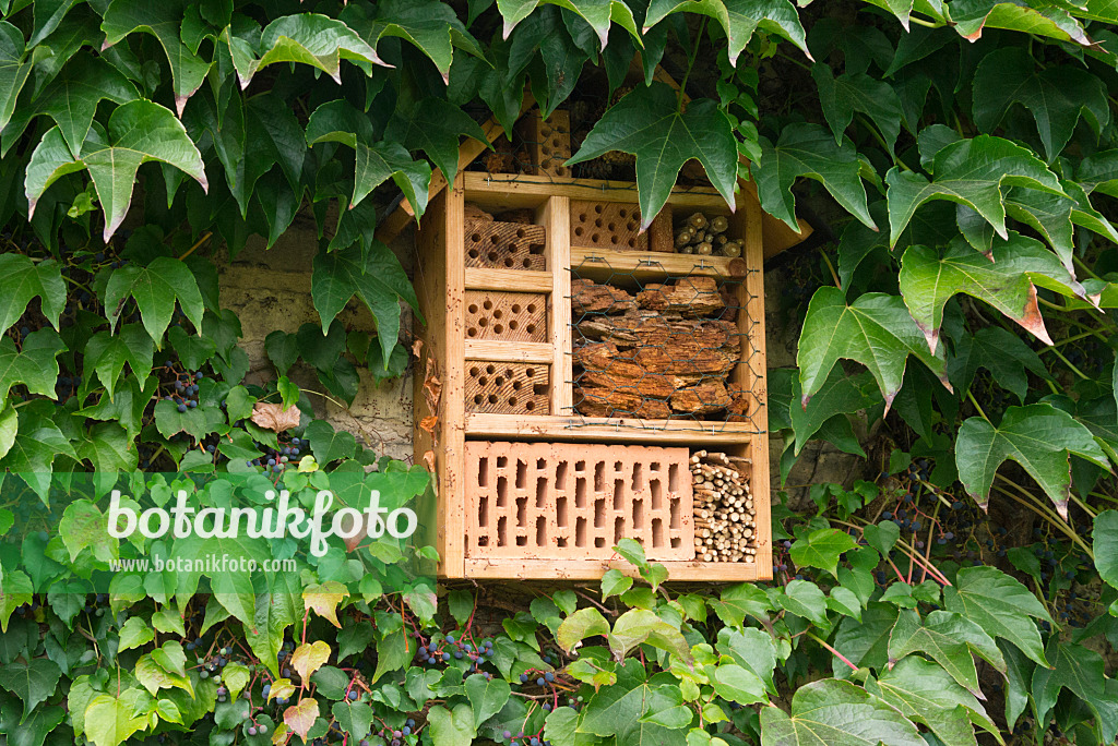 536214 - Japanese creeper (Parthenocissus tricuspidata) with insect house