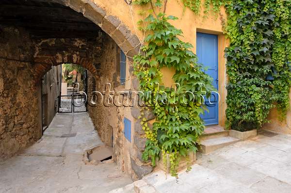 569054 - Japanese creeper (Parthenocissus tricuspidata) at an old town house, Grimaud, France
