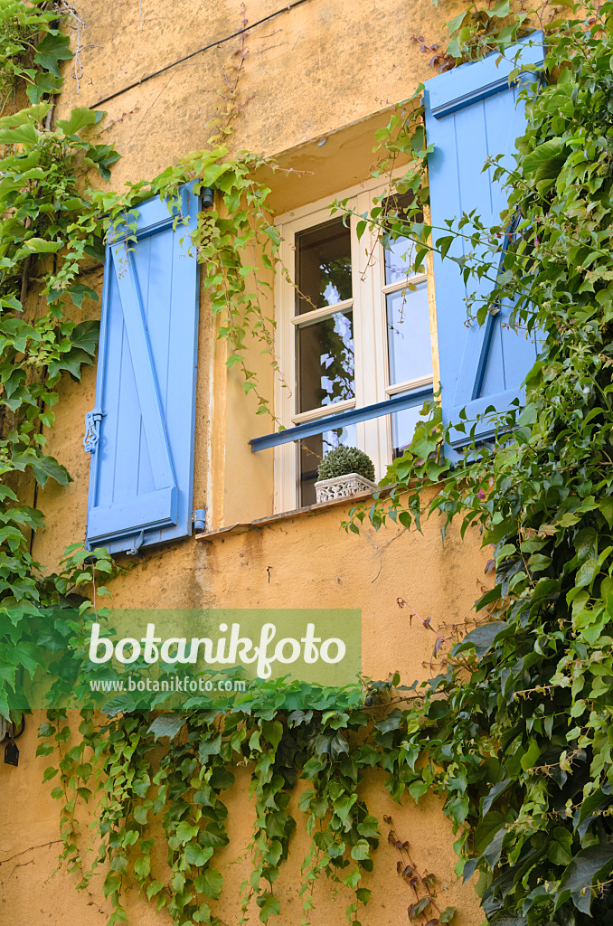 569055 - Japanese creeper (Parthenocissus tricuspidata) at an old town house, Grimaud, France