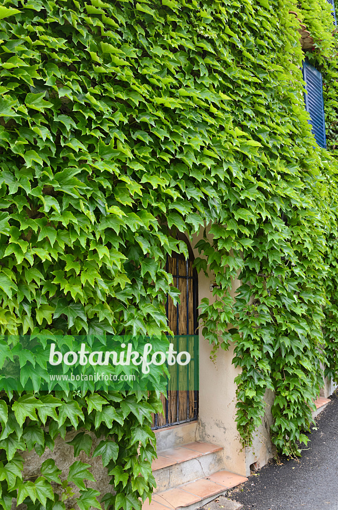 533142 - Japanese creeper (Parthenocissus tricuspidata) on a house wall