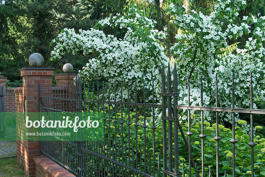 534237 - Japanese dogwood (Cornus kousa)