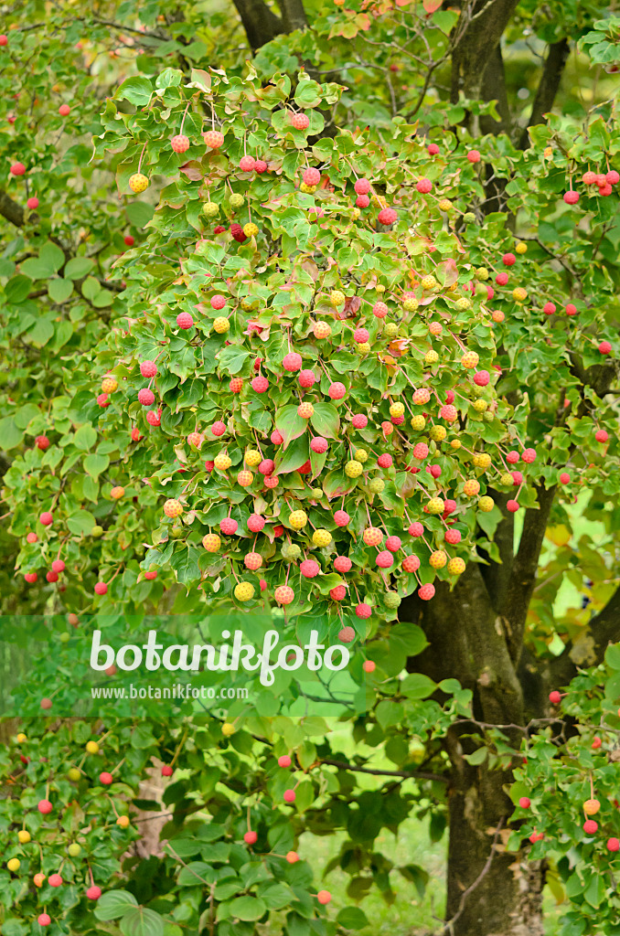 525059 - Japanese dogwood (Cornus kousa 'China Girl')