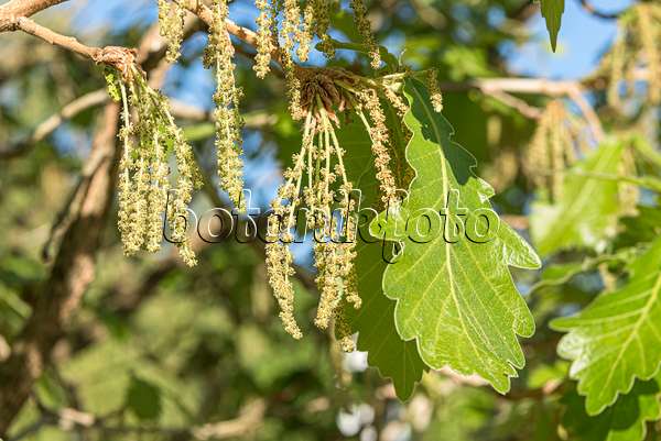 638217 - Japanese emperor oak (Quercus dentata 'Carl Ferris Miller')