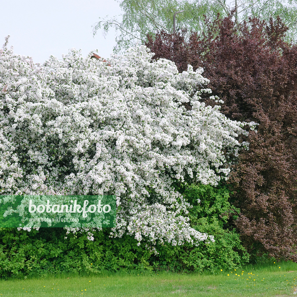 535305 - Japanese flowering crab apple (Malus floribunda)