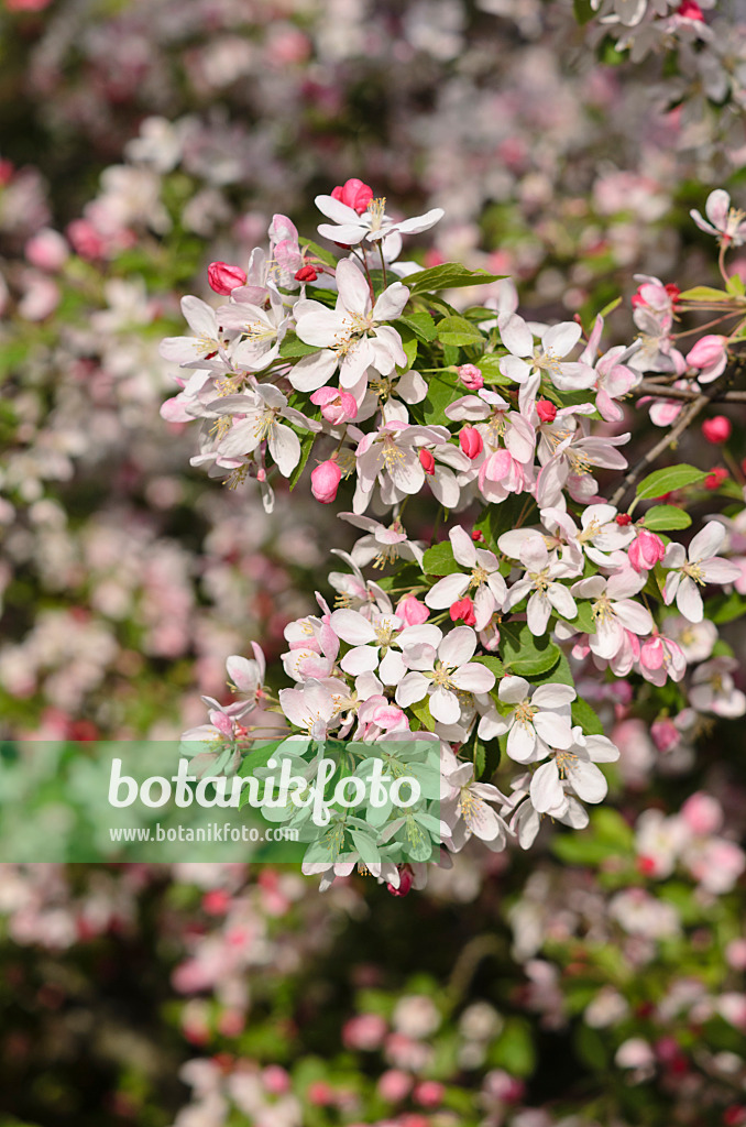 543060 - Japanese flowering crab apple (Malus floribunda)