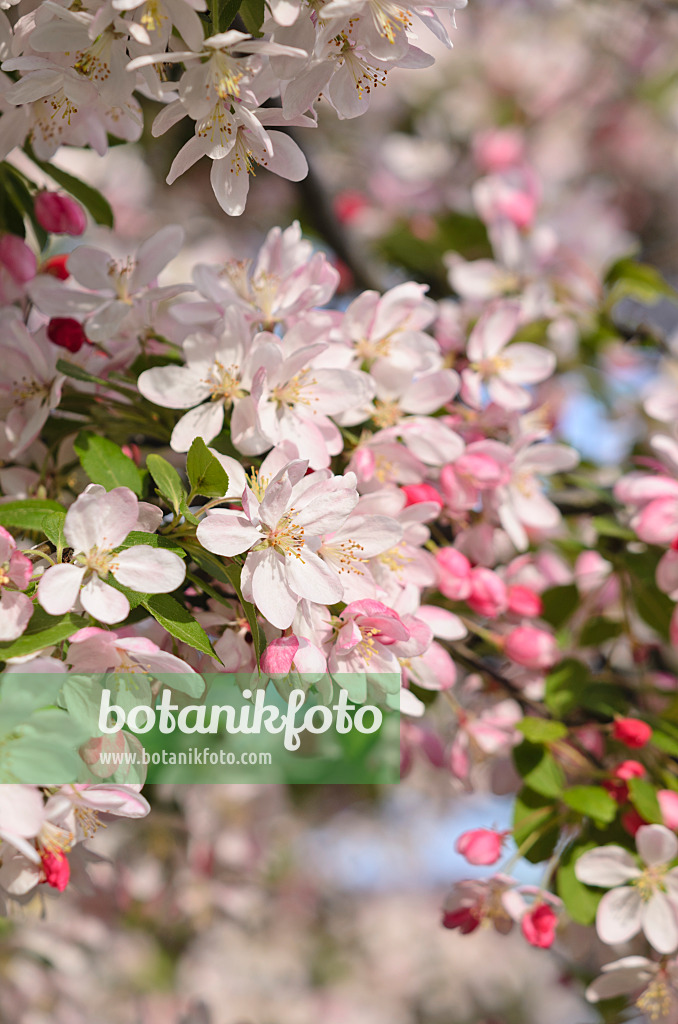 543061 - Japanese flowering crab apple (Malus floribunda)