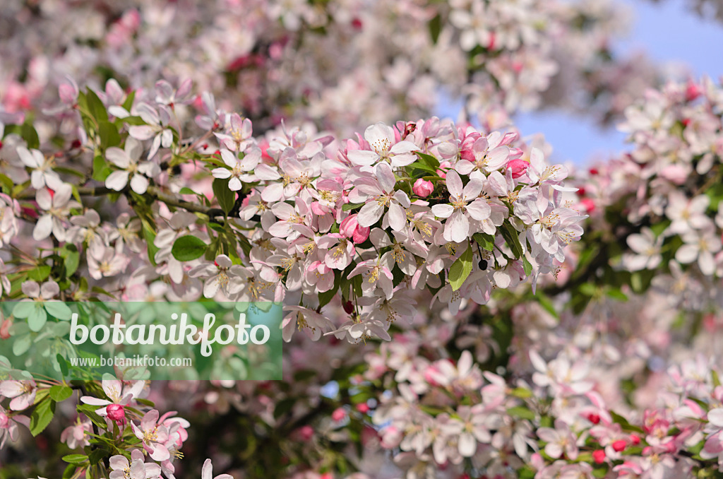 543062 - Japanese flowering crab apple (Malus floribunda)