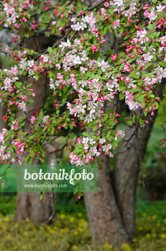 543072 - Japanese flowering crab apple (Malus floribunda)