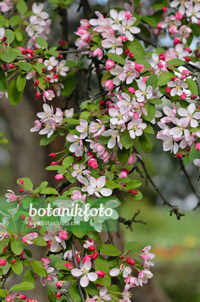 543074 - Japanese flowering crab apple (Malus floribunda)