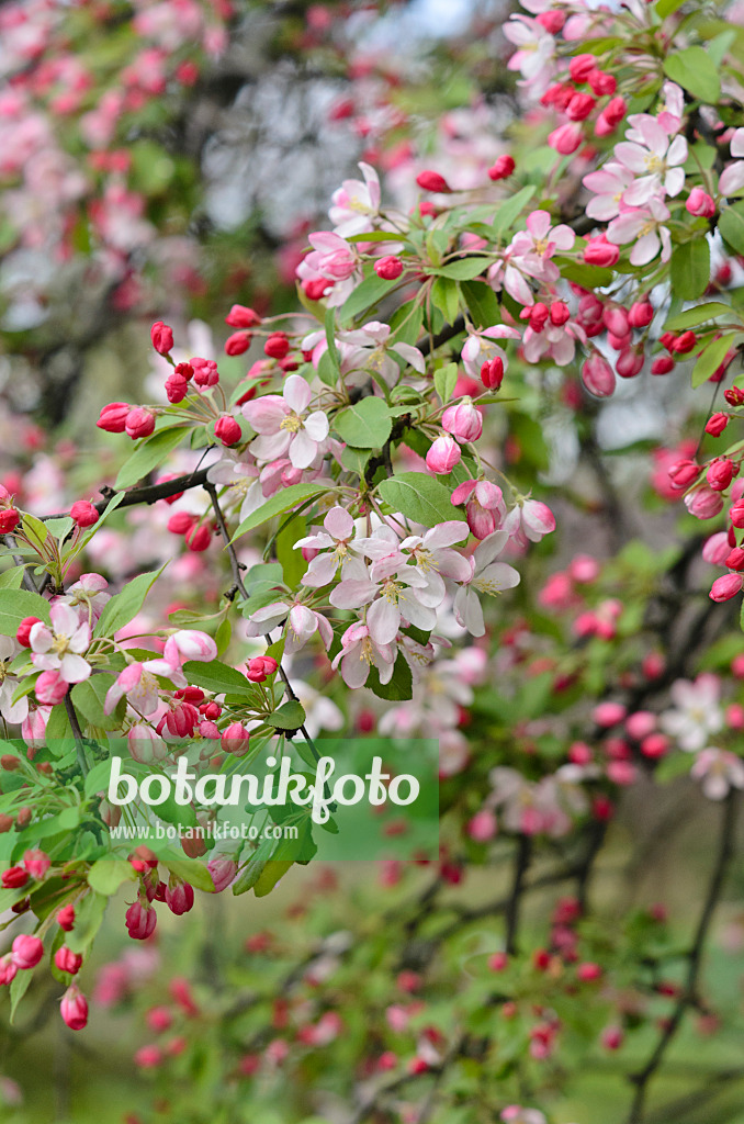 543076 - Japanese flowering crab apple (Malus floribunda)