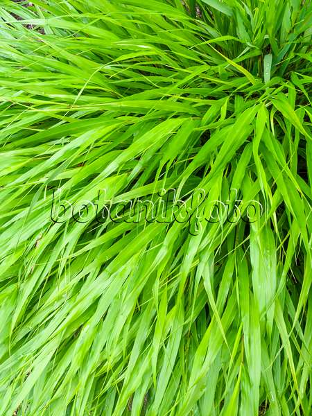 427044 - Japanese forest grass (Hakonechloa macra)