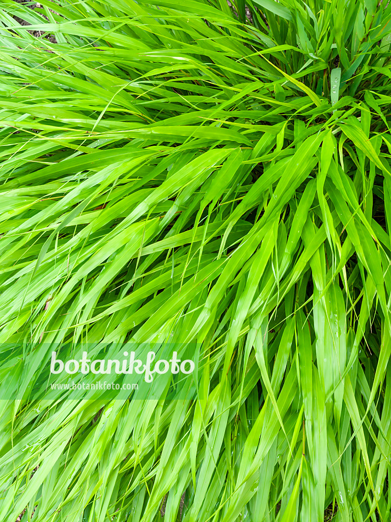 427044 - Japanese forest grass (Hakonechloa macra)