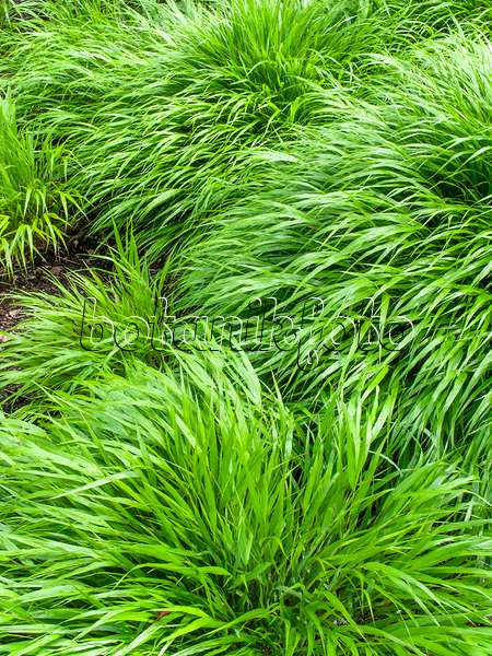 450033 - Japanese forest grass (Hakonechloa macra)