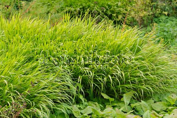 488067 - Japanese forest grass (Hakonechloa macra)