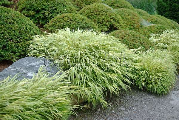 502208 - Japanese forest grass (Hakonechloa macra 'Alboaurea')