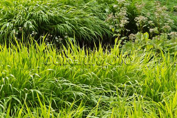 511005 - Japanese forest grass (Hakonechloa macra)