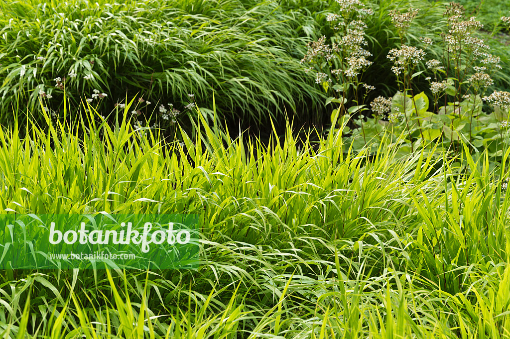 511005 - Japanese forest grass (Hakonechloa macra)