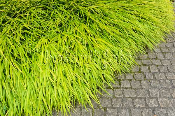 534504 - Japanese forest grass (Hakonechloa macra)