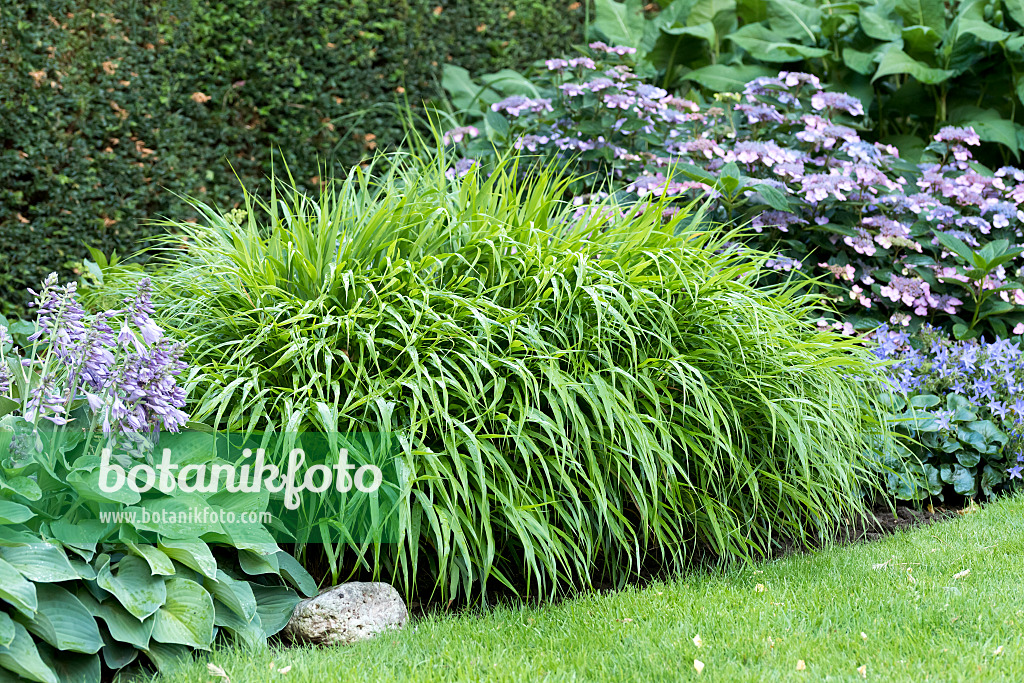 638111 - Japanese forest grass (Hakonechloa macra)