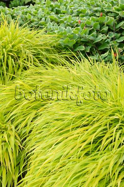 508168 - Japanese forest grass (Hakonechloa macra 'All Gold')