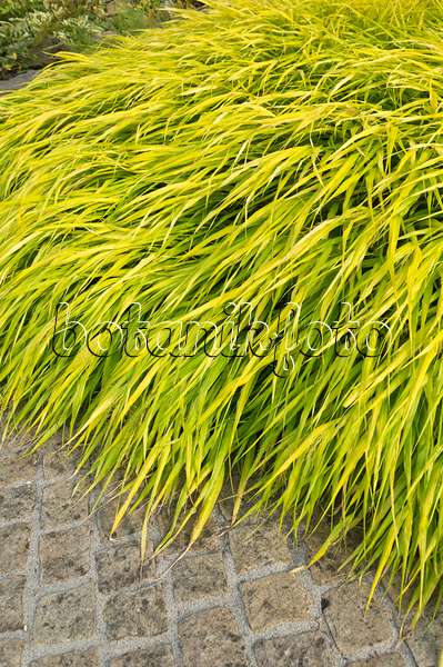 511198 - Japanese forest grass (Hakonechloa macra 'All Gold')