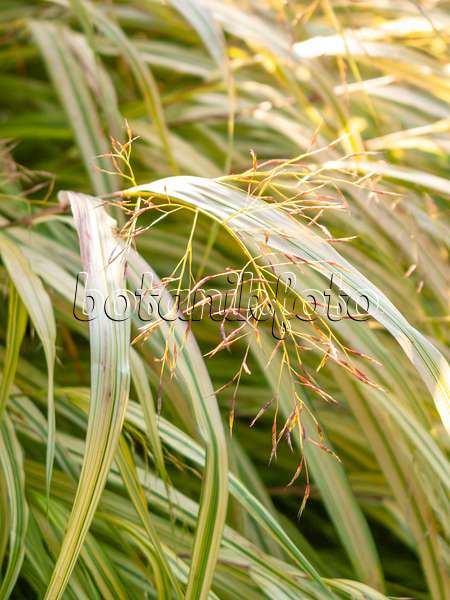 418002 - Japanese forest grass (Hakonechloa macra 'Aureola')