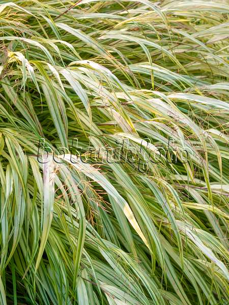 418003 - Japanese forest grass (Hakonechloa macra 'Aureola')