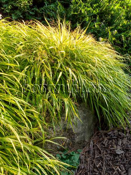 430130 - Japanese forest grass (Hakonechloa macra 'Aureola')