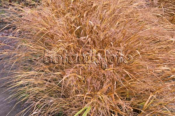 576029 - Japanese forest grass (Hakonechloa macra 'Aureola')