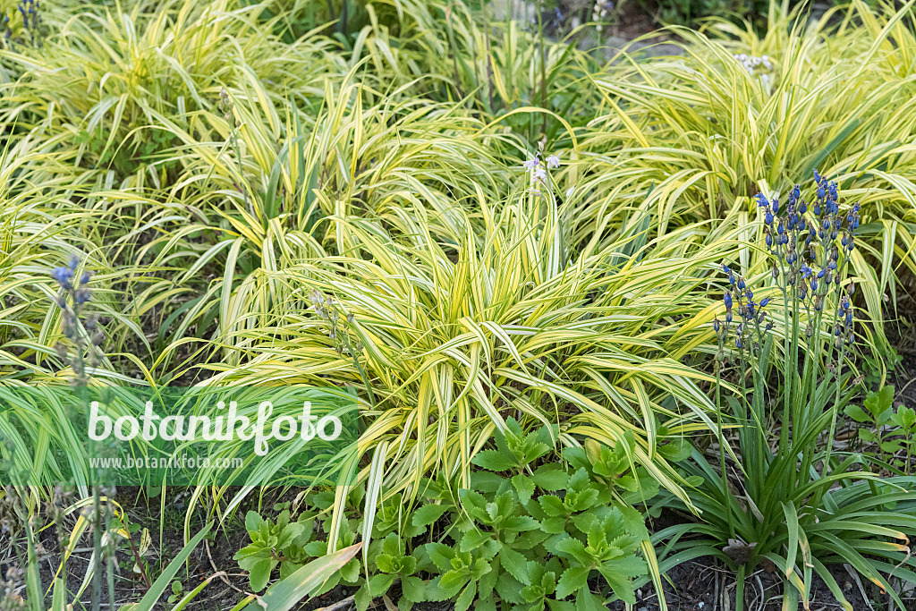 638109 - Japanese forest grass (Hakonechloa macra 'Aureola')