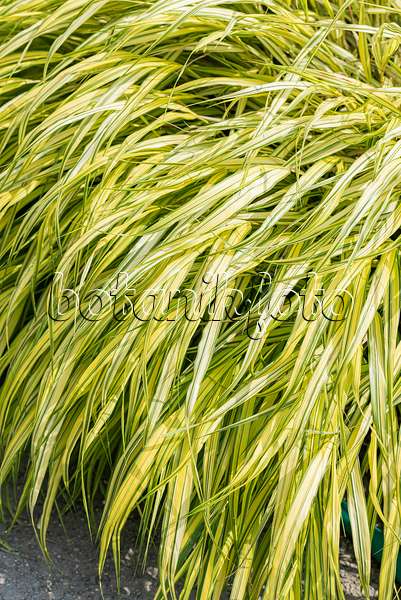 651312 - Japanese forest grass (Hakonechloa macra 'Aureola')