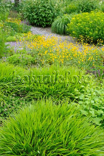 472238 - Japanese forest grass (Hakonechloa macra), meadow buttercup (Ranunculus acris 'Multiplex') and spurge (Euphorbia)