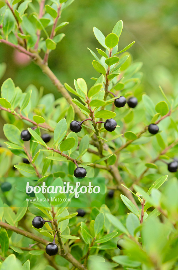 525171 - Japanese holly (Ilex crenata)