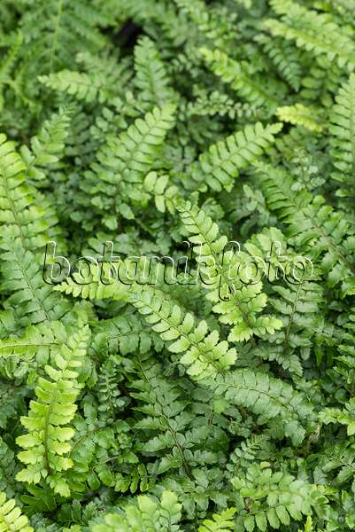 625321 - Japanese lace fern (Polystichum polyblepharum)