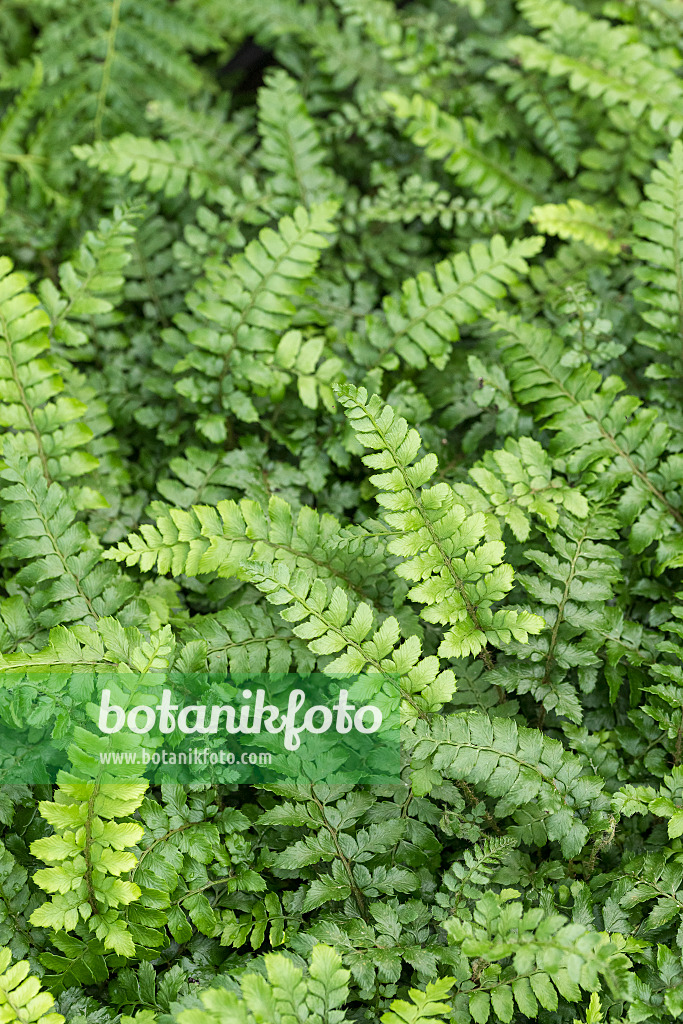 625321 - Japanese lace fern (Polystichum polyblepharum)