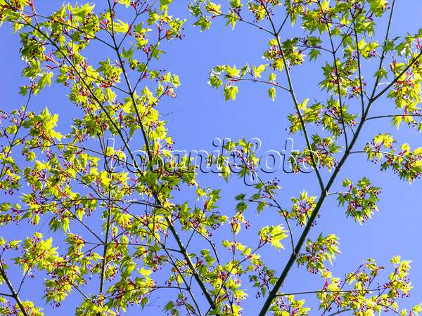 437102 - Japanese maple (Acer japonicum)