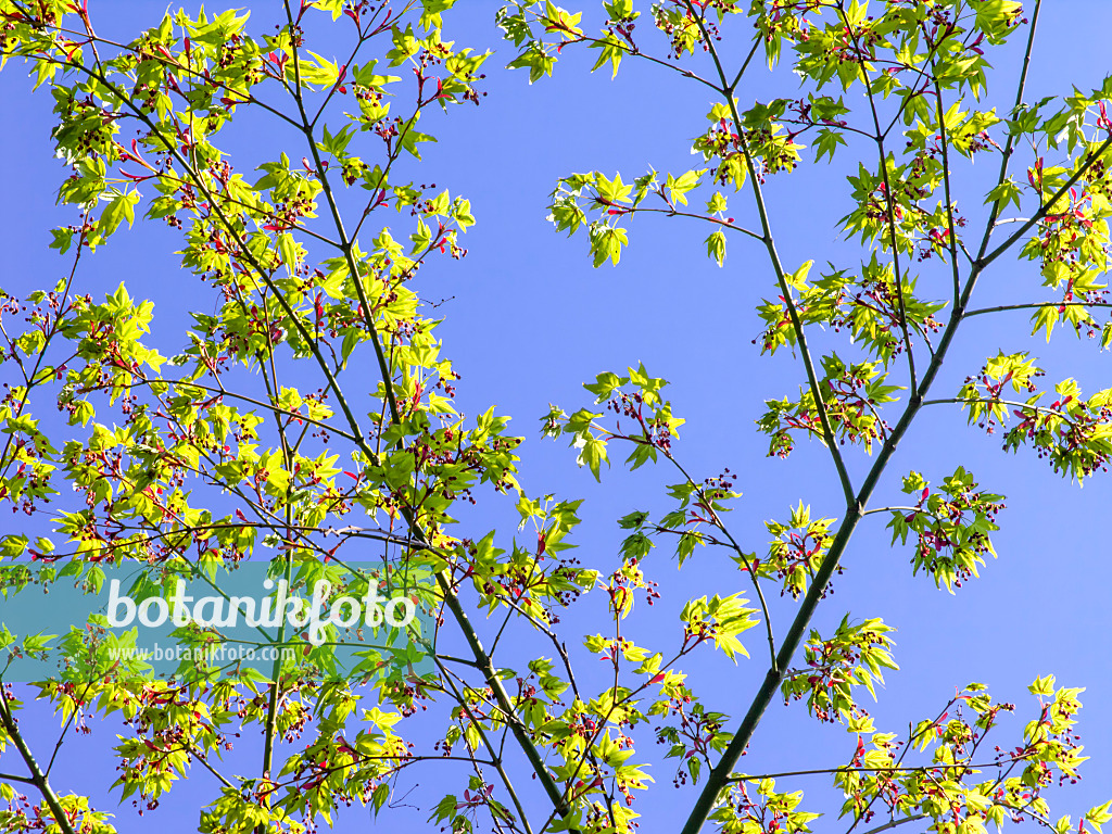 437102 - Japanese maple (Acer japonicum)