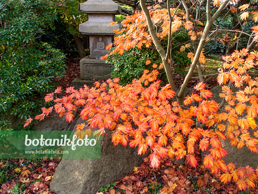 465262 - Japanese maple (Acer japonicum)