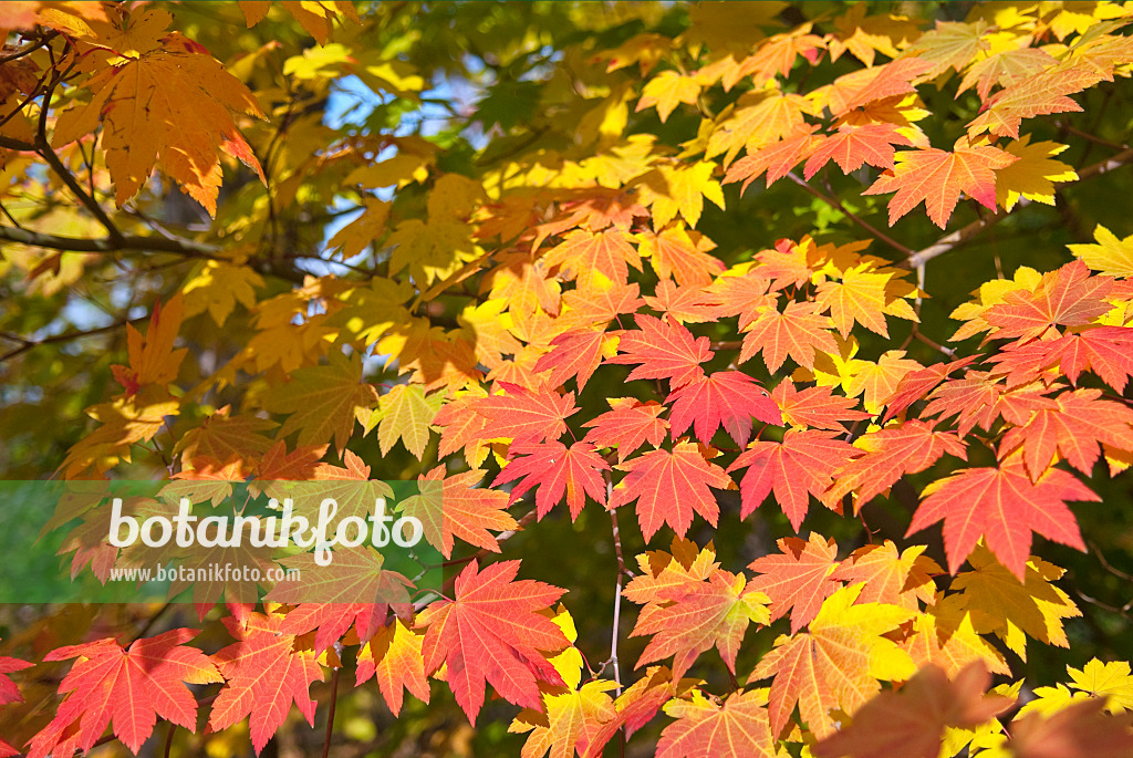 502081 - Japanese maple (Acer japonicum)