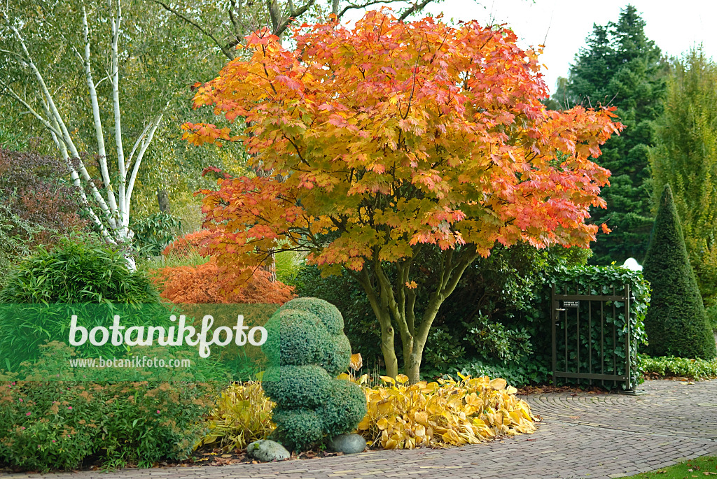 502082 - Japanese maple (Acer japonicum)